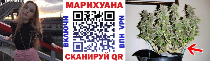 Конопля гибрид  Томмот 